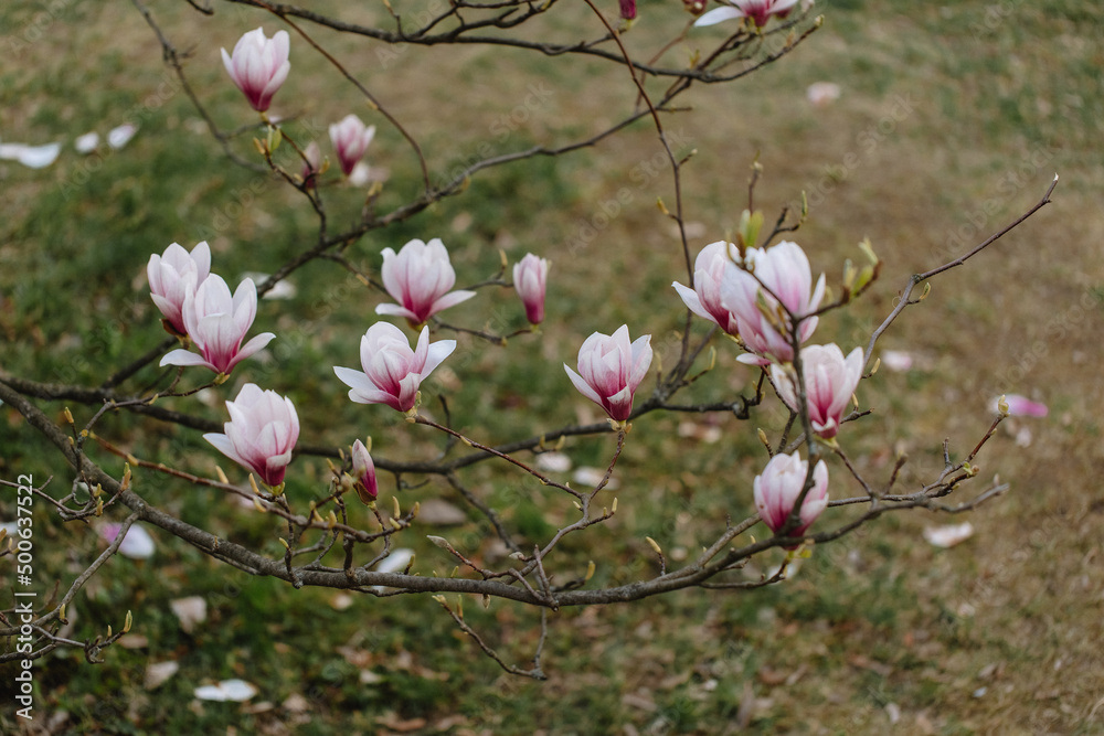 Beautiful blooming magnolia flowers in the city park in spring. Close up of blooming pink magnolia flowers. Spring background.