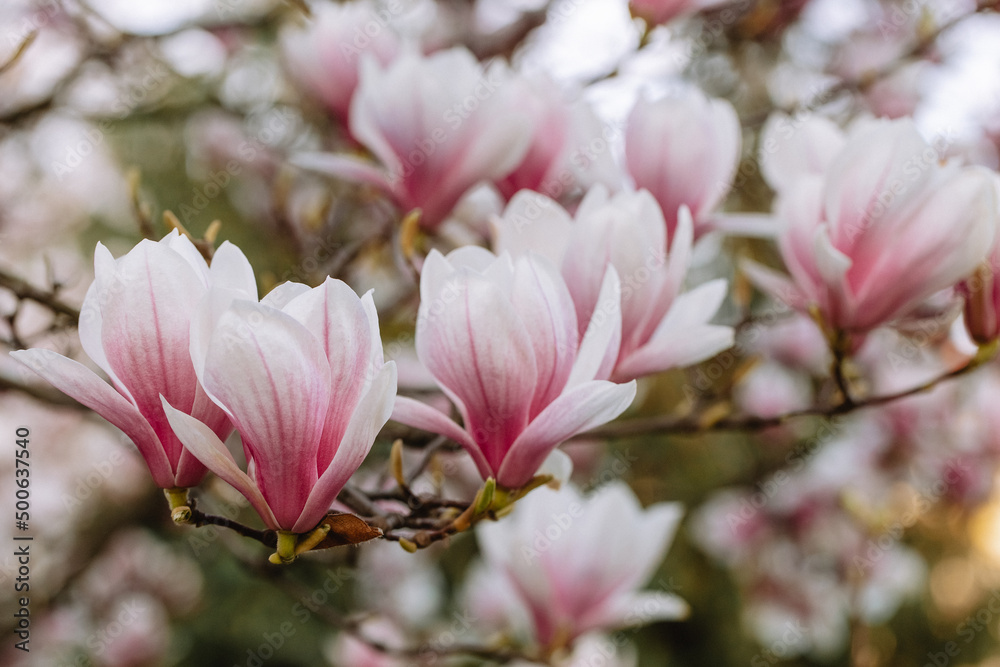 Beautiful blooming magnolia flowers in the city park in spring. Close up of blooming pink magnolia flowers. Spring background. Beautiful blooming magnolia flowers in the city park in spring. Close up of blooming pink magnolia flowers. Spring background.