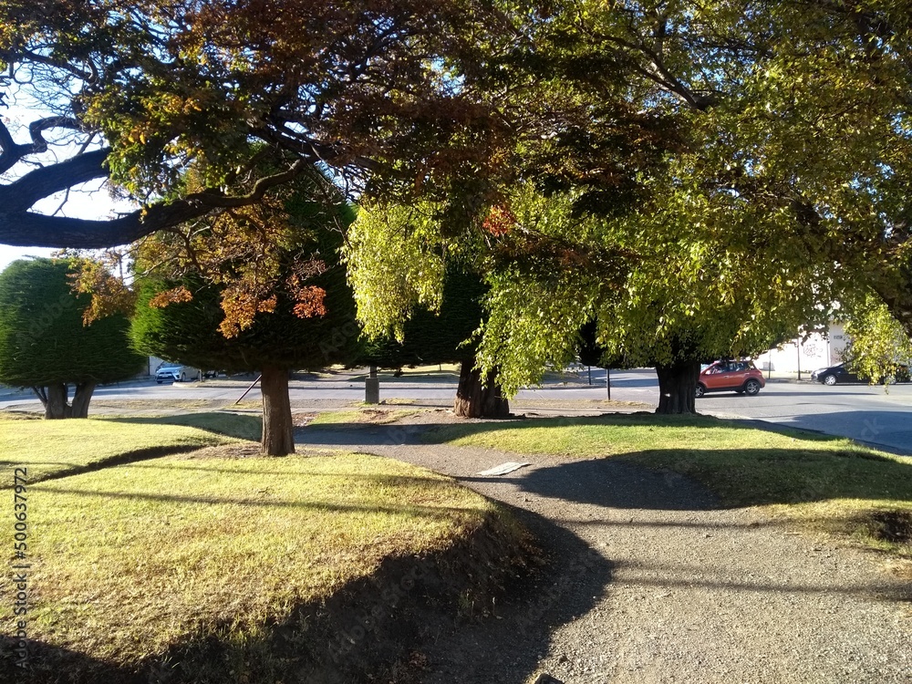 Arboles en parque