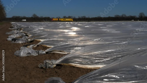 Plastikfolien und Plastikplanen in der Landwirtschaft.
Kultivierung von Spargel im Frühjahr in Deutschland.
Autobahn im Hintergrund. Sonnige Reflexe auf der Folie, windiger Tag.