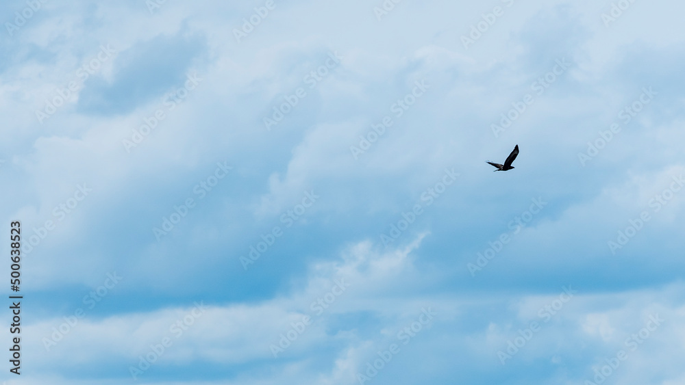 Silhouette falcon or eagle flying under the bright sun and cloudy sky. Hawk in sky. Space for text. Freedom concepts. Silhouette falcon or eagle flying under the bright sun and cloudy sky. Hawk in sky. Space for text. Freedom concepts.