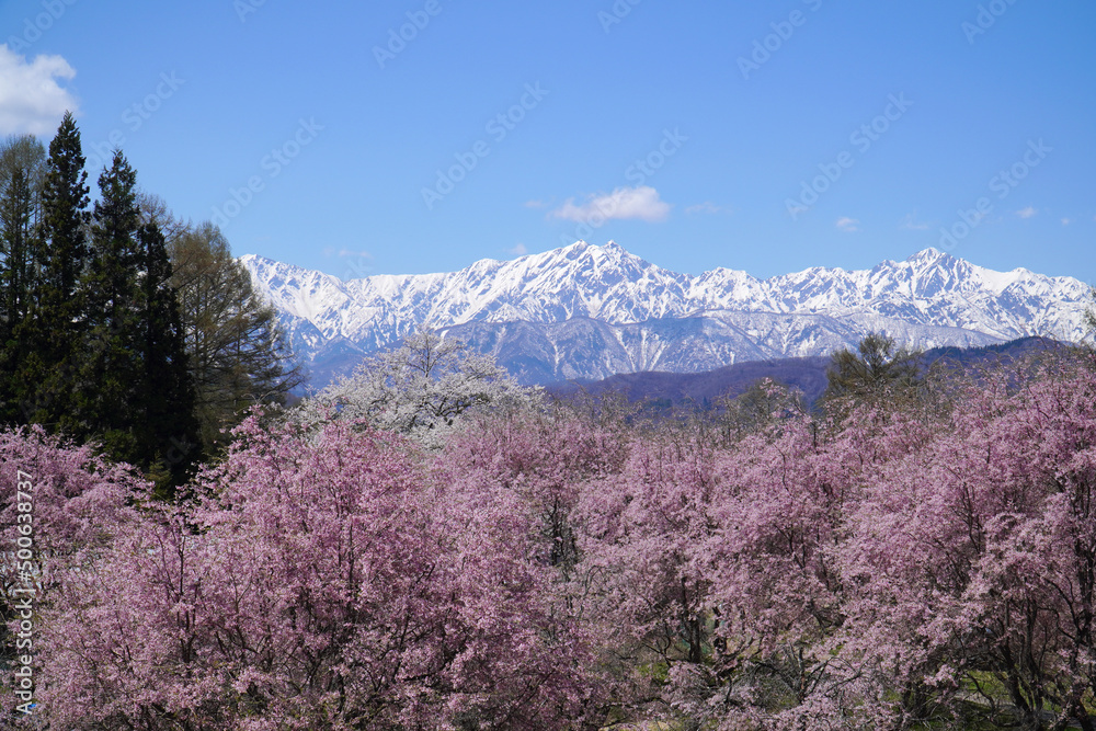 小川村から眺めた枝垂れ桜と北アルプス 小川村から眺めた枝垂れ桜と北アルプス