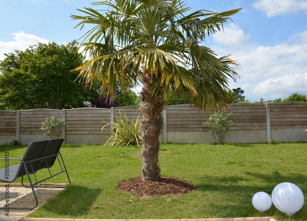 Palmier à chanvre - Trachycarpus fortunei