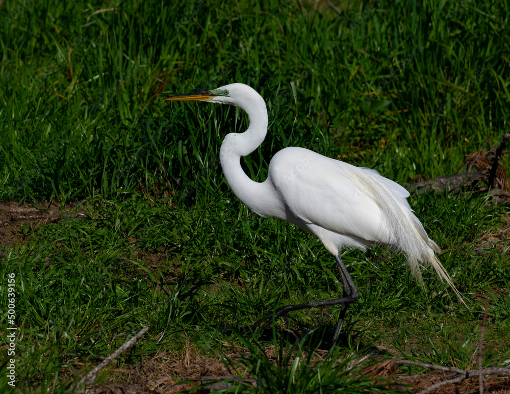 Fototapeta premium Egret fishing on the shore.