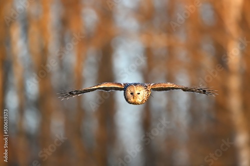 Ural owl in flight at sunrise