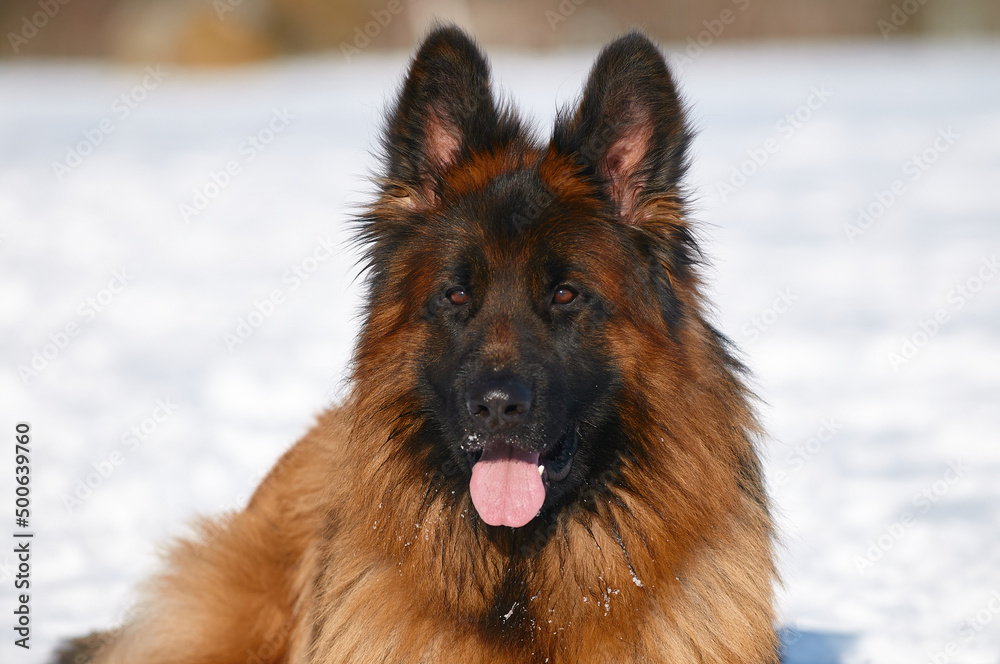 brown german shepherd dog in snow brown german shepherd dog in snow