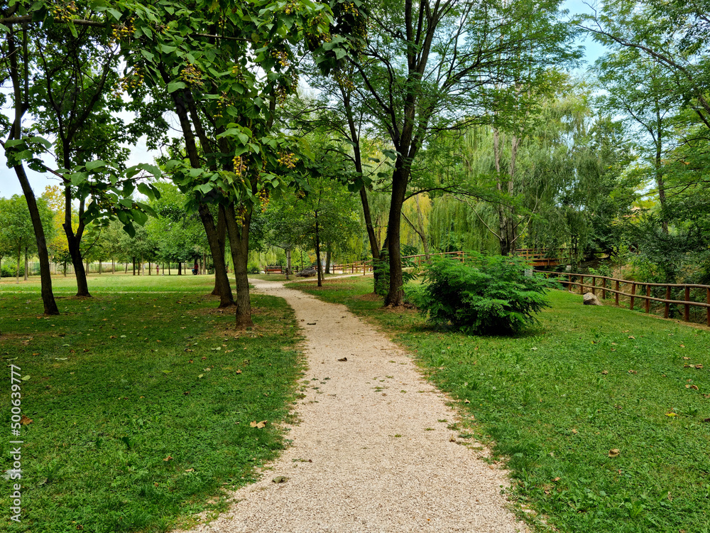 sentiero e alberi nel parco