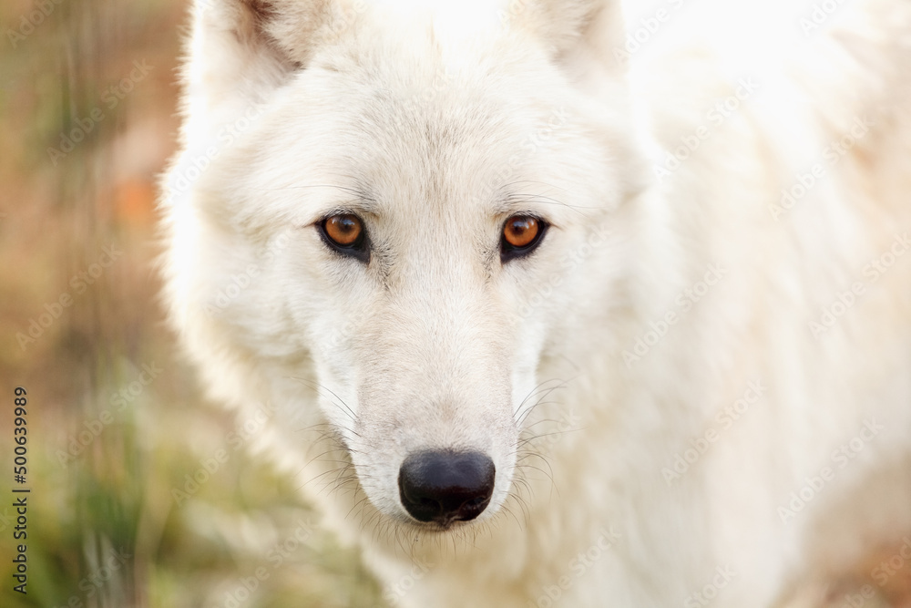 Portrait of a arctic wolf close up