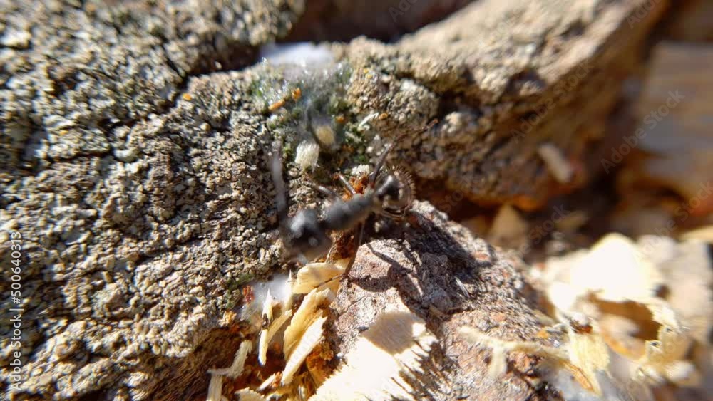 big black ant crawling on a tree, macroshoot insects big black ant crawling on a tree, macroshoot insects