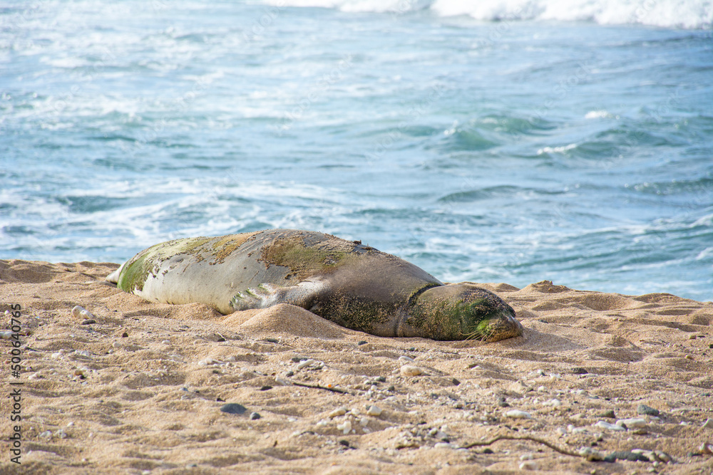 Hawaiian monk seal napping resting on the beach in Kauai, Hawaii