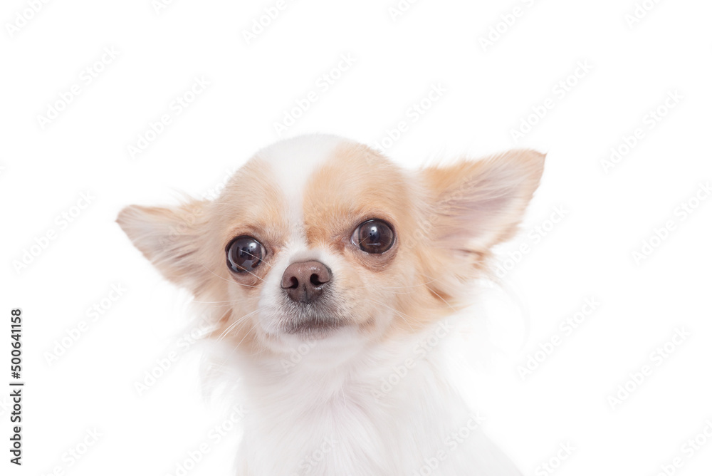 Isolated photo of a Chihuahua dog on a white background. Pet, mini dog.