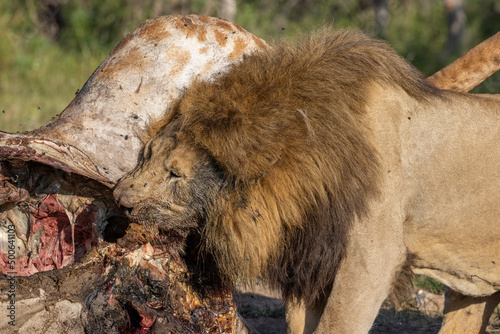 Löwen Männchen frisst an Giraffe - Male lion eating on giraffe killed the night before