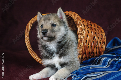 studio portrait of puppy agouti husky in basket photo