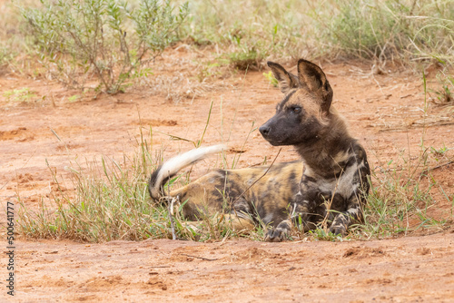 Wildhund ist aufmerksam und beobachtet - wild dog is watching