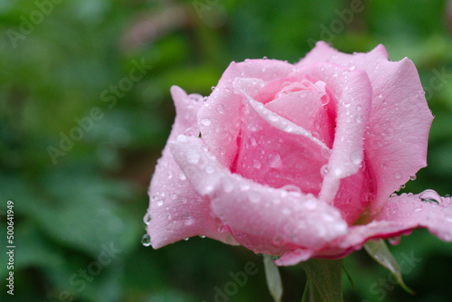 pink and yellow rose in garden