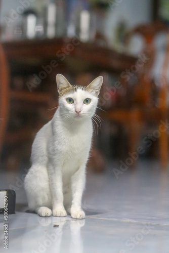 Fototapeta Naklejka Na Ścianę i Meble -  Close up of cute white and black cat