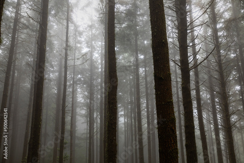 Trees with fog in a forest, Pico do Arieiro peak, Madeira island, Portugal