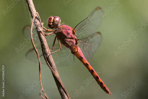 Red dragonfly on a branch