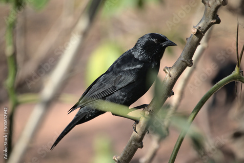 blackbird on a branch