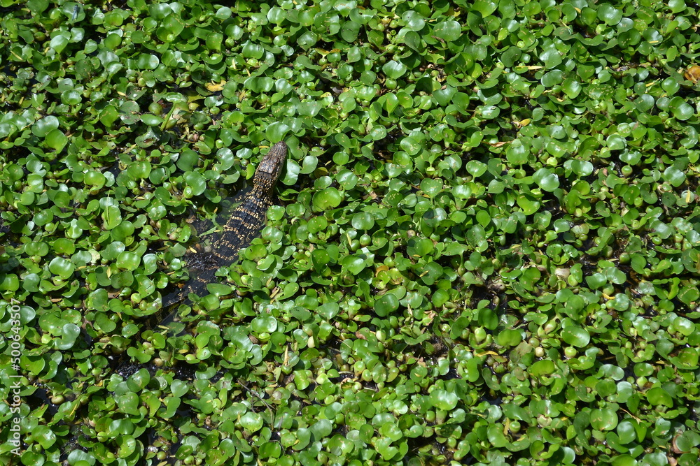 Small American Alligator in the water lily, White Lake, Cullinan Park, Sugar Land