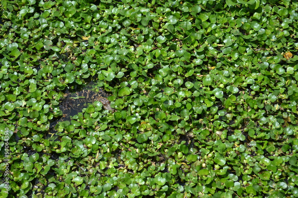 Small American Alligator in the water lily, White Lake, Cullinan Park, Sugar Land Small American Alligator in the water lily, White Lake, Cullinan Park, Sugar Land