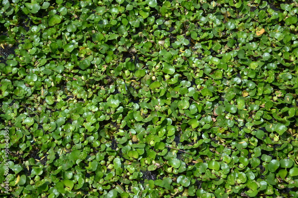 Water lily flat lay, White Lake, Cullinan Park, Sugar Land Water lily flat lay, White Lake, Cullinan Park, Sugar Land