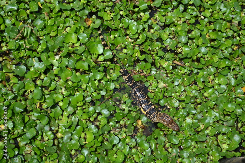 Small American Alligator in the water lily, White Lake, Cullinan Park, Sugar Land Small American Alligator in the water lily, White Lake, Cullinan Park, Sugar Land