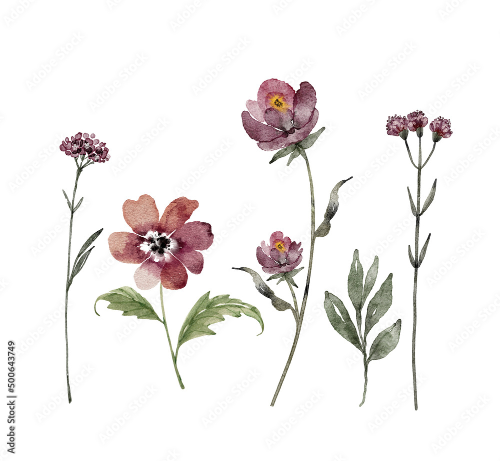 Botanical set of watercolor burgundy flowers isolated on white background. illustration hand painted.