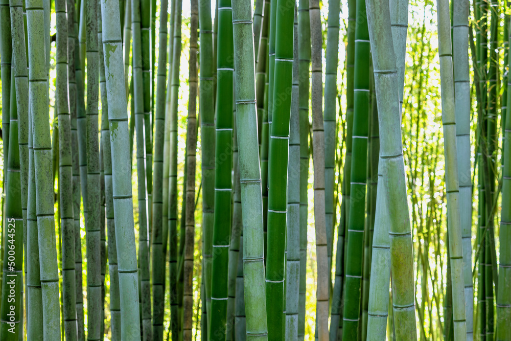 Obraz premium bamboo plant stems
