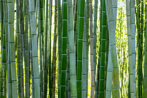 Fototapeta Naklejka Na Ścianę i Meble -  bamboo plant stems