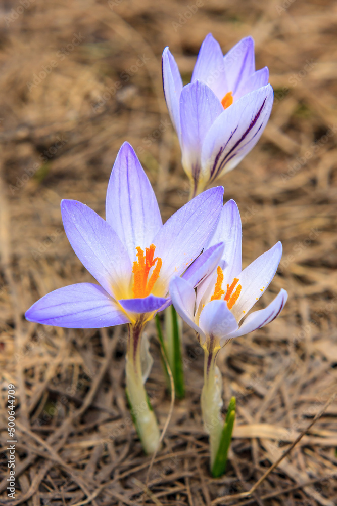 Fototapeta premium Purple blooming crocus, or saffron, a Caucasus endemic alpine flower. Close up view, nature background.