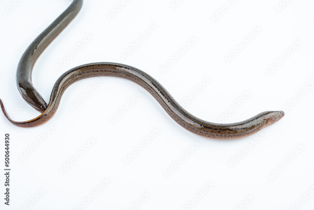 Fresh eel on white background Fresh eel on white background