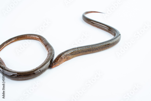 Fresh eel on white background