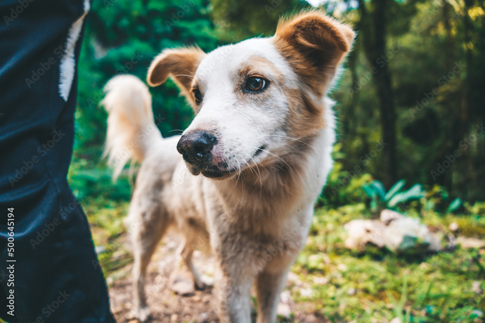 Fototapeta premium Paseo en selva