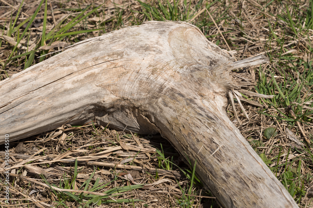 root, branch, stump of a tree in spring root, branch, stump of a tree in spring