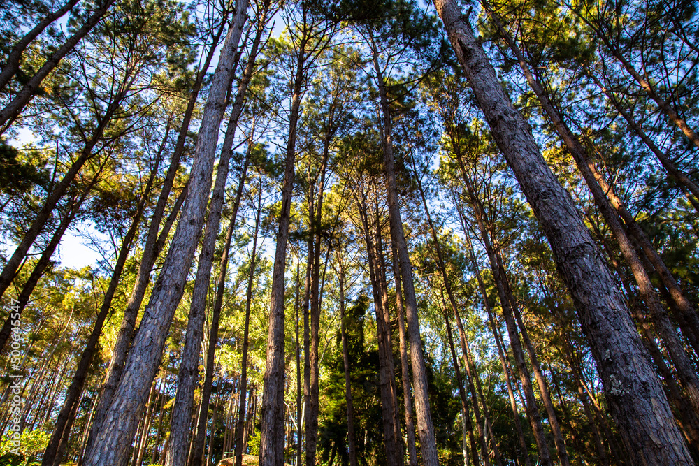 Pang Oung national park, lake and forest of pine trees in Mae Hong Son, Thailand Pang Oung national park, lake and forest of pine trees in Mae Hong Son, Thailand