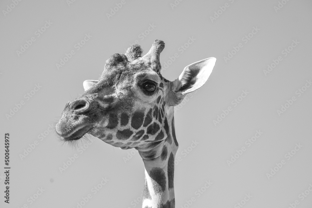 Obraz premium giraffe profile