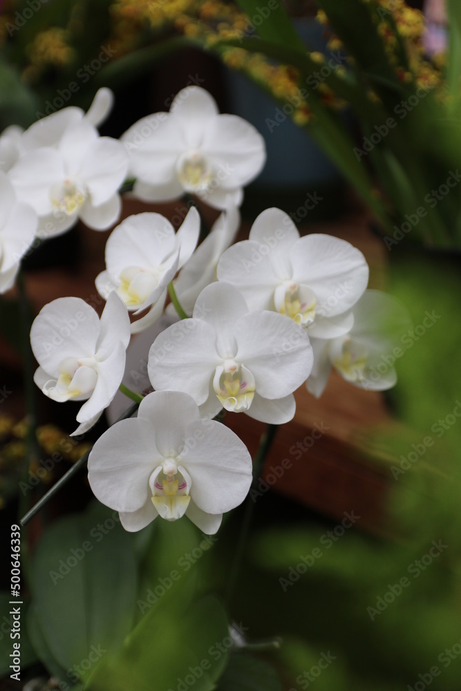 Fototapeta premium 草、木、花