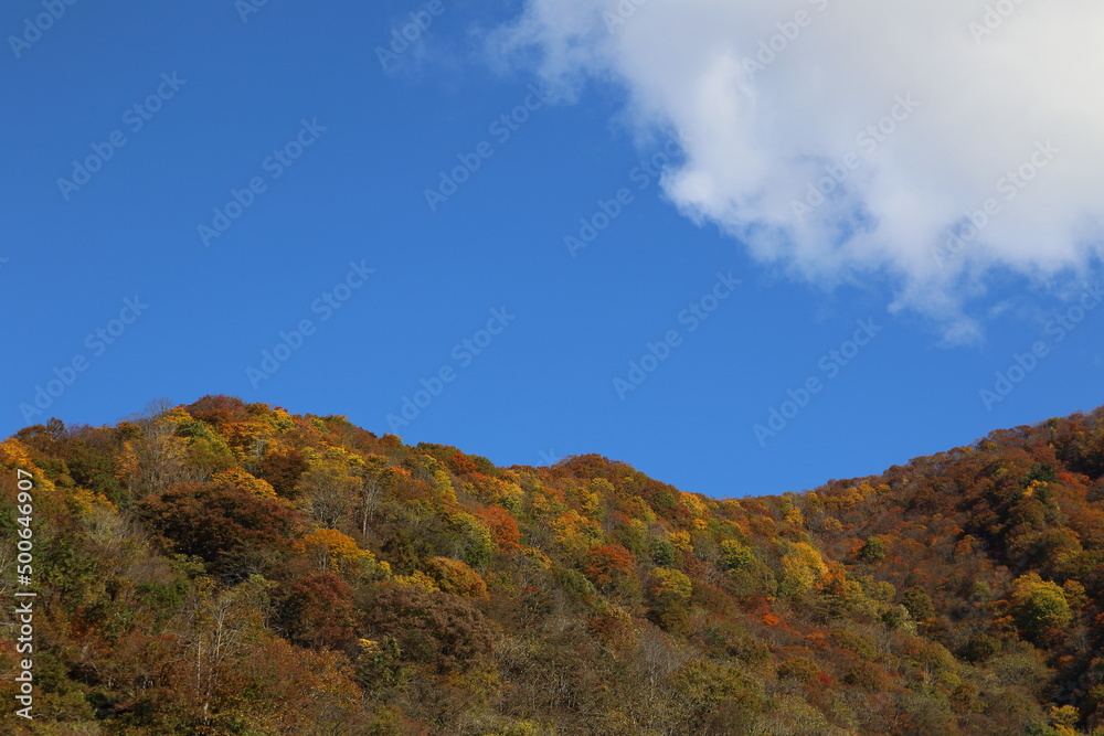 紅葉、朝焼け、草、木、花