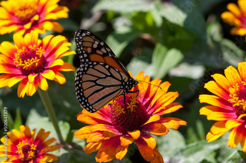 zinnia flowers and monarch butterfly