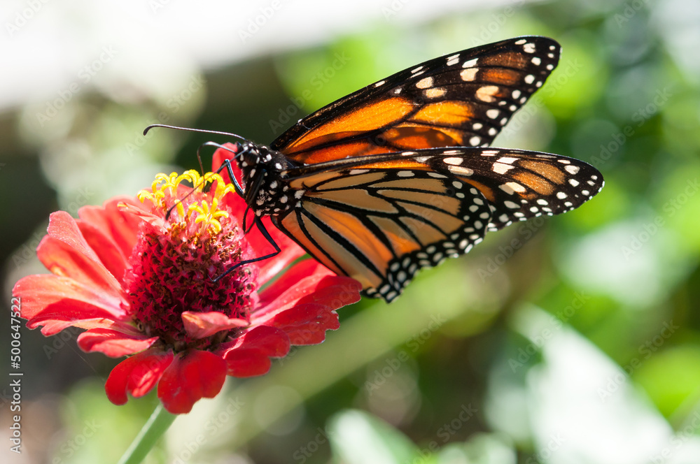 Fototapeta premium monarch butterfly atop a zinna flower