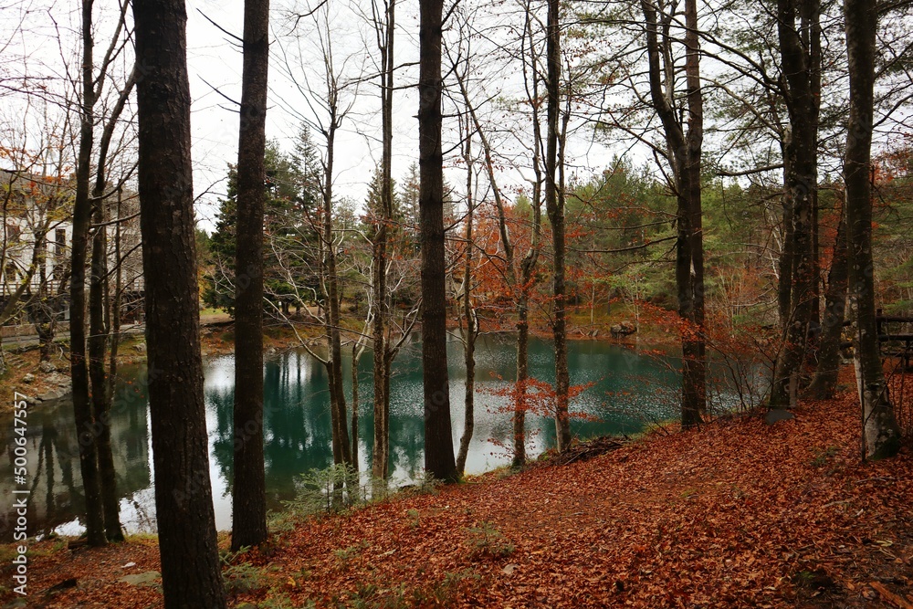 autumn in the forest autumn in the forest