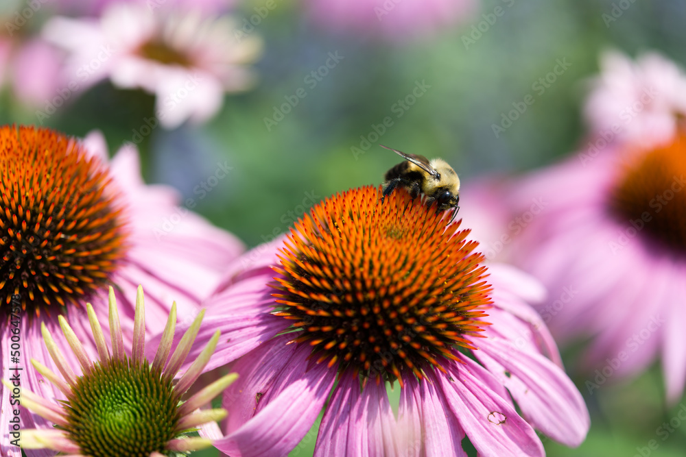 bumblebee on a pink coneflower bumblebee on a pink coneflower