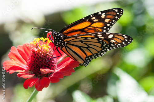 monarch butterfly atop a zinna flower © eugen
