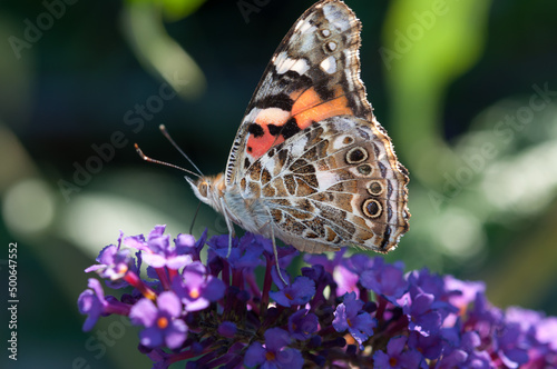 Vanessa cardui or the painted lady on purple flower