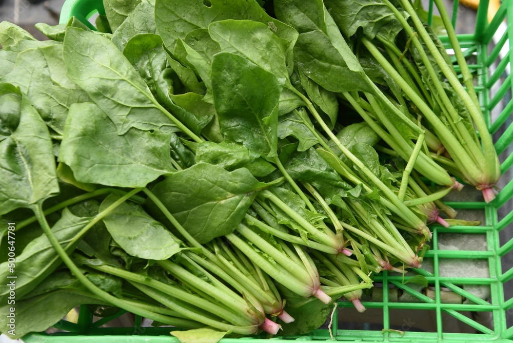 Spinach cultivation in the vegetable garden. Growth and harvest. Spring sowing can be harvested in about 30 days. Spinach cultivation in the vegetable garden. Growth and harvest. Spring sowing can be harvested in about 30 days.