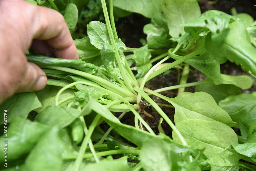 Spinach cultivation in the vegetable garden. Growth and harvest. Spring sowing can be harvested in about 30 days. Spinach cultivation in the vegetable garden. Growth and harvest. Spring sowing can be harvested in about 30 days.