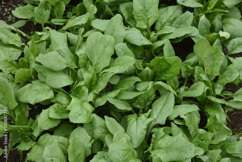 Spinach cultivation in the vegetable garden. Growth and harvest. Spring sowing can be harvested in about 30 days.
