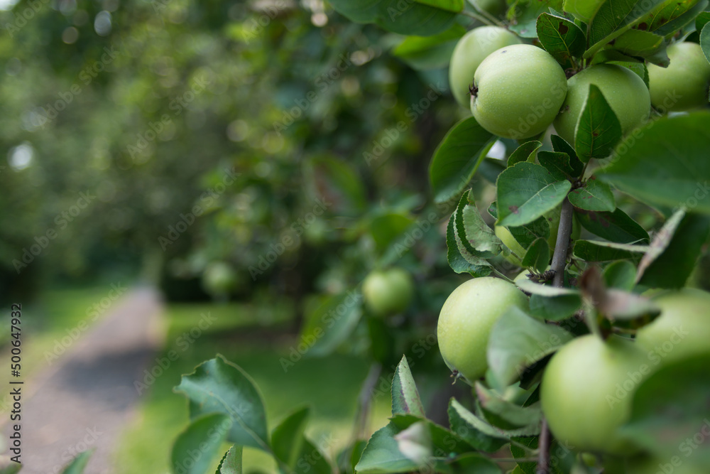 path in the apple orchard