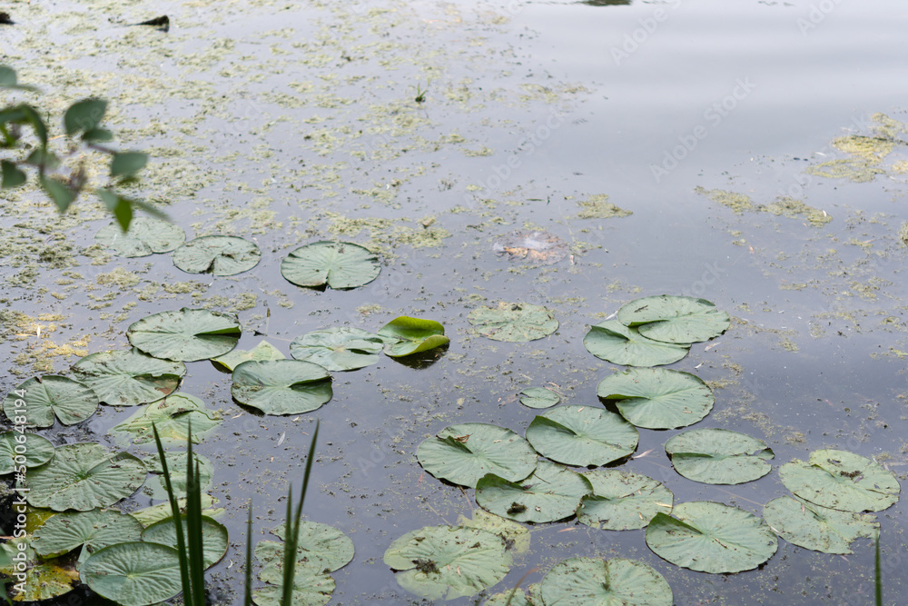 water lily pads in the pond